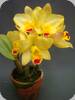 Slc.(Sc. Beaufort x Lc. Orglade's Glow) Kewipie